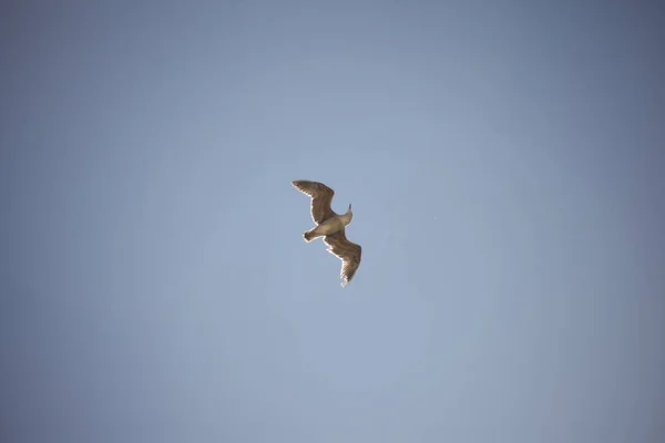 Pigeon Blanc Volant Dans Ciel — Photo