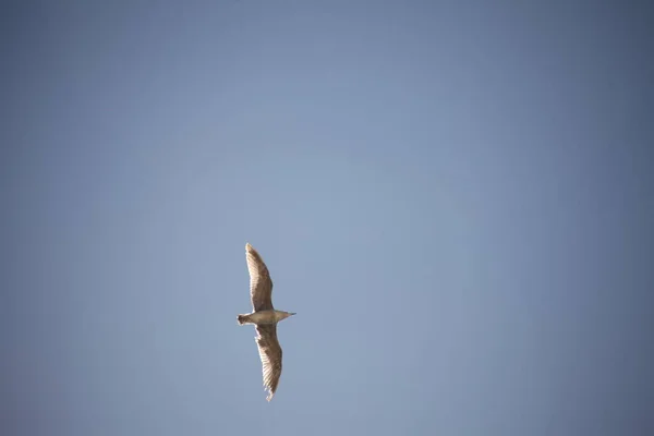White Pigeon Flying Sky — Stock Photo, Image