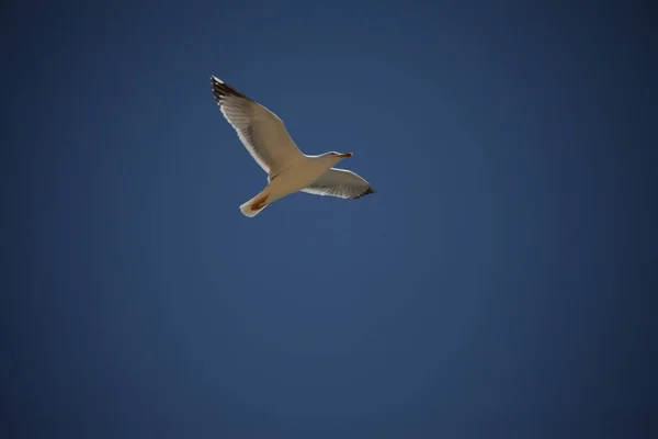 Pombo Branco Voando Céu — Fotografia de Stock