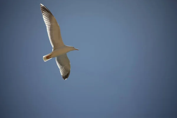 Gołąb Biały Latający Niebie — Zdjęcie stockowe