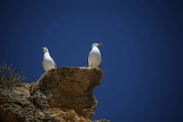 Pigeon Blanc Sur Pierre — Photo