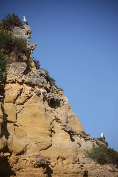 山上的白鸽 — 图库照片