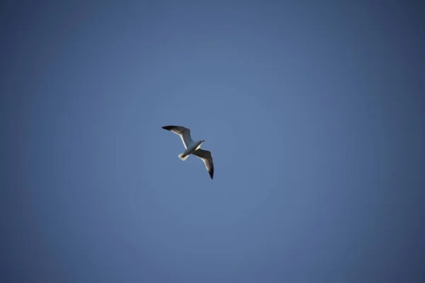 Gökyüzünde Uçan Beyaz Güvercin — Stok fotoğraf