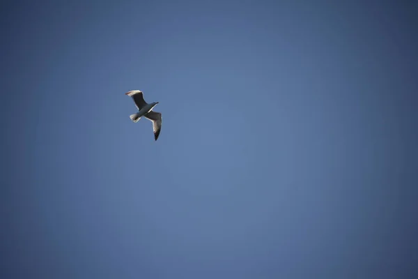 Gökyüzünde Uçan Beyaz Güvercin — Stok fotoğraf