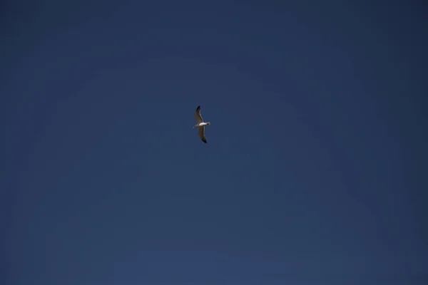 Pigeon Blanc Volant Dans Ciel — Photo