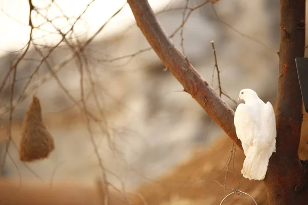 Pombo Branco Árvore — Fotografia de Stock
