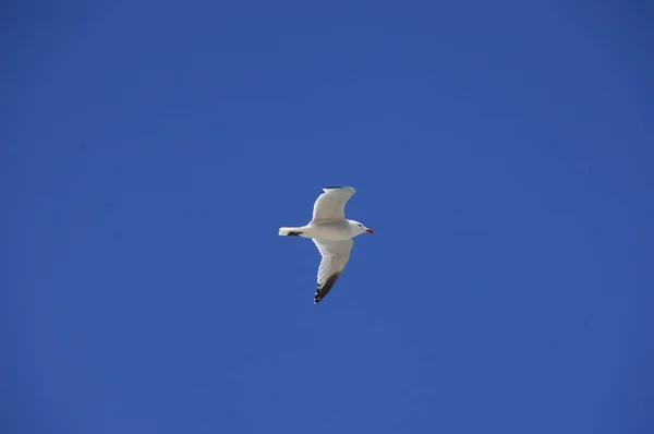 Gołąb Biały Latający Niebie — Zdjęcie stockowe