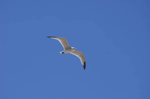 Weiße Taube Fliegt Himmel — Stockfoto