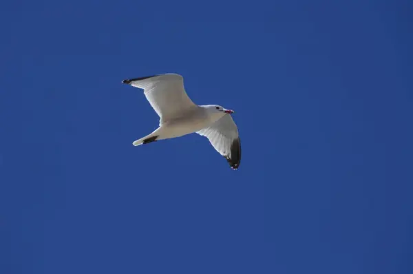 Nahaufnahme Einer Weißen Taube — Stockfoto