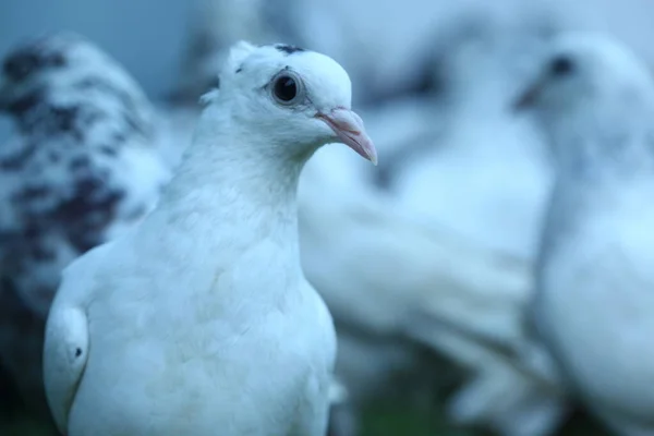 Gros Plan Pigeon Blanc — Photo