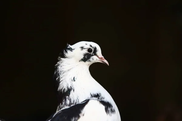 一只白鸽的特写 — 图库照片
