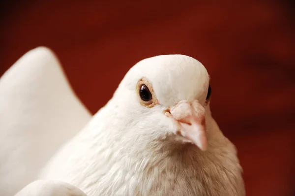 Closeup White Pigeon — Stock Photo, Image