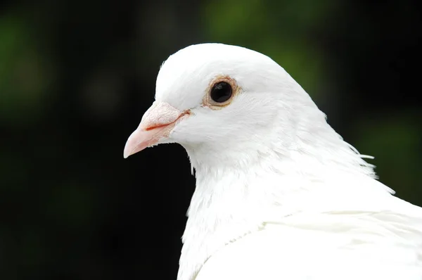 Closeup White Pigeon — Stock Photo, Image