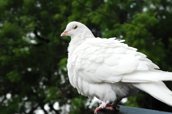 Nahaufnahme Einer Weißen Taube — Stockfoto