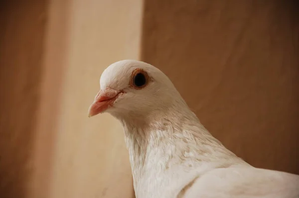 Zbliżenie Białego Gołębia — Zdjęcie stockowe