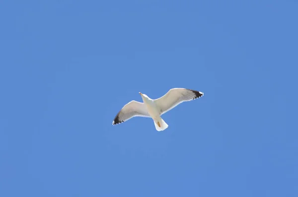Beyaz Bir Güvercine Yakın Plan — Stok fotoğraf