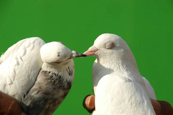 白い鳩のクローズアップ — ストック写真