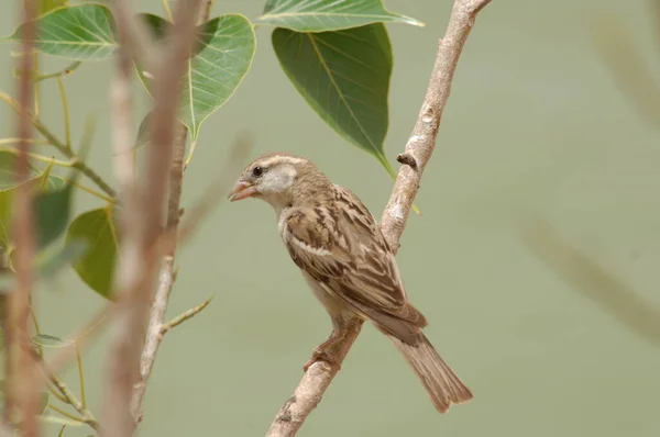 Maison Indienne Sparrow Assis — Photo