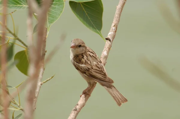 Indian House Sparrow Sitting — Stock Photo, Image