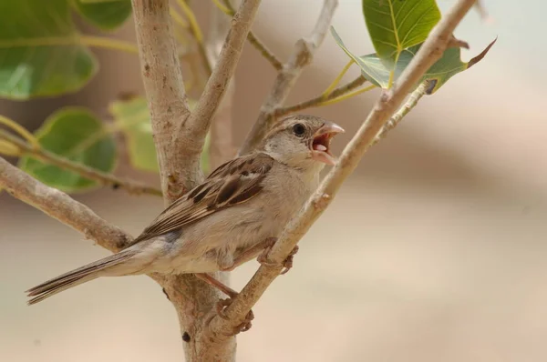 Indisch Huis Sparrow Sitting — Stockfoto