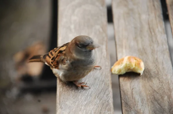 Casa Indiana Sparrow Sentado — Fotografia de Stock