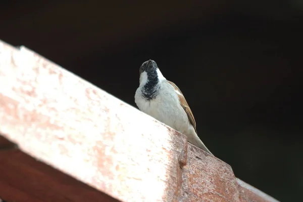 Casa Indiana Sparrow Sentado — Fotografia de Stock
