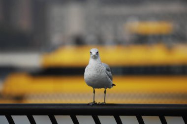 Beyaz bir güvercine yakın plan