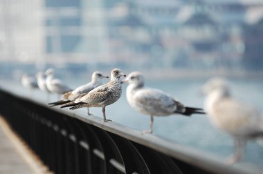 Beyaz bir güvercine yakın plan