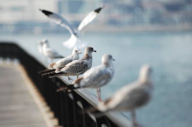 Beyaz bir güvercine yakın plan