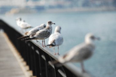 Beyaz bir güvercine yakın plan