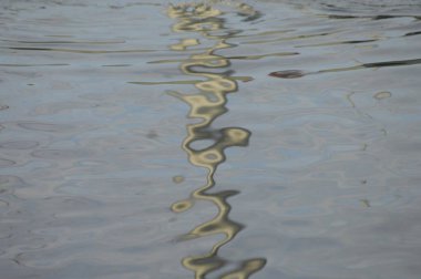 Beyaz Martı Kaliforniya Pasifik