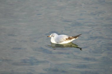 Beyaz Martı Kaliforniya Pasifik