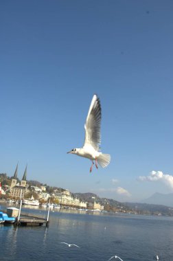 Beyaz Martı Kaliforniya Pasifik