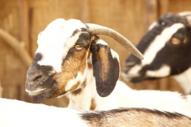 Bir Keçi Hindistanına yakın çekim