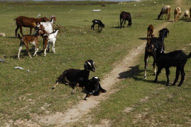 Köyün kırsal kesiminde keçiler