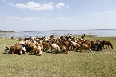 Köyün kırsal kesiminde keçiler