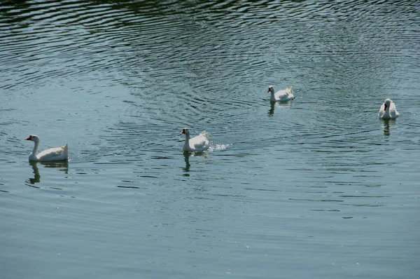 Лебеди Воде — стоковое фото