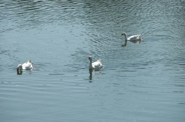 水の中の白鳥 — ストック写真