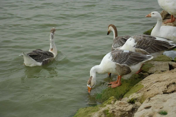 Cisnes Agua — Foto de Stock