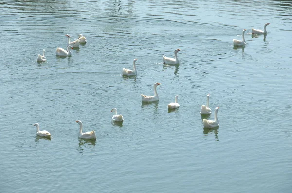Cisnes Agua — Foto de Stock