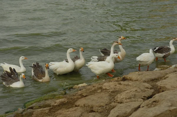 Лебеді Воді — стокове фото