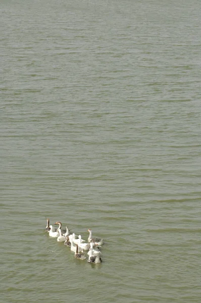 Лебеди Воде — стоковое фото