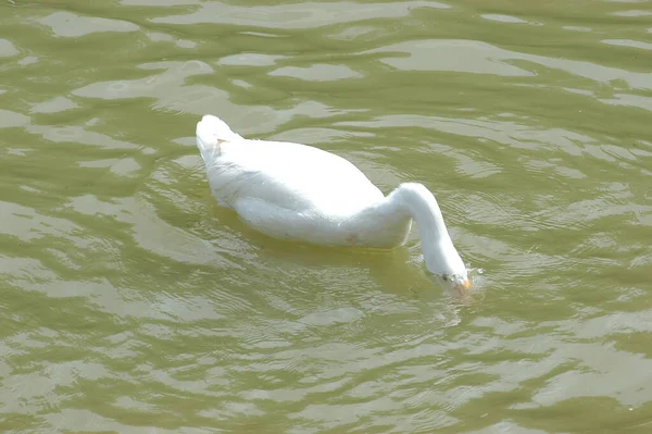 Cisne Água — Fotografia de Stock