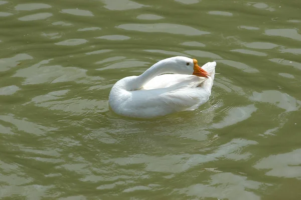 Лебедь Воде — стоковое фото