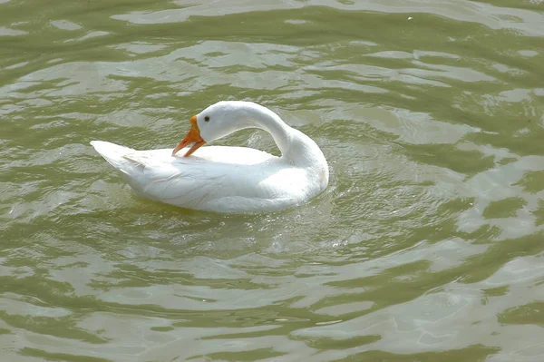 Swan Dalam Air — Stok Foto