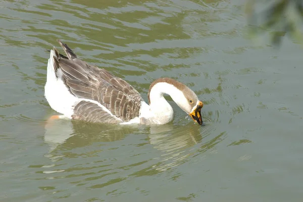 Cisne Agua — Foto de Stock