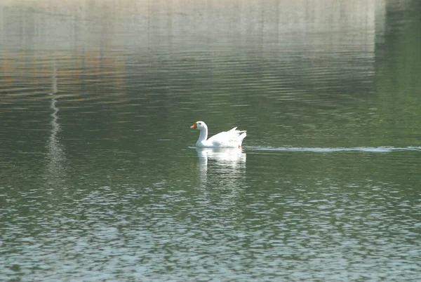 白鳥を水中に — ストック写真