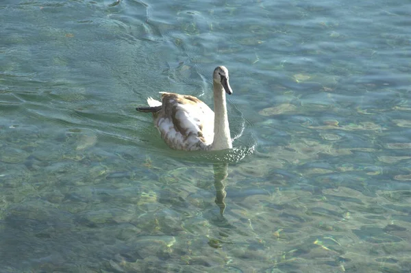 白鳥を水中に — ストック写真