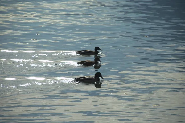 Sudaki Ördekler — Stok fotoğraf