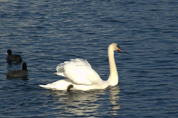 Swan Water — Stock Photo, Image
